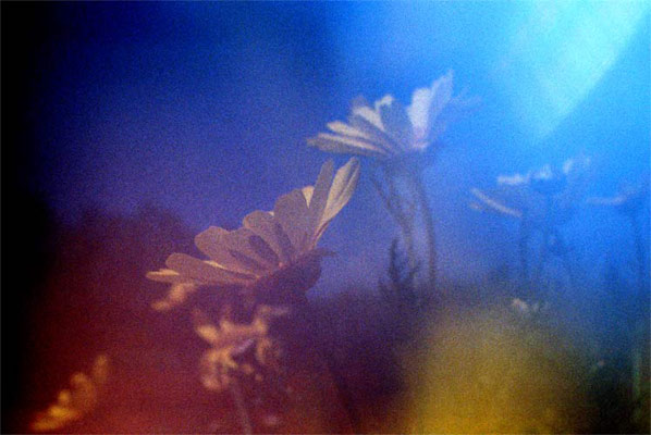 blumen