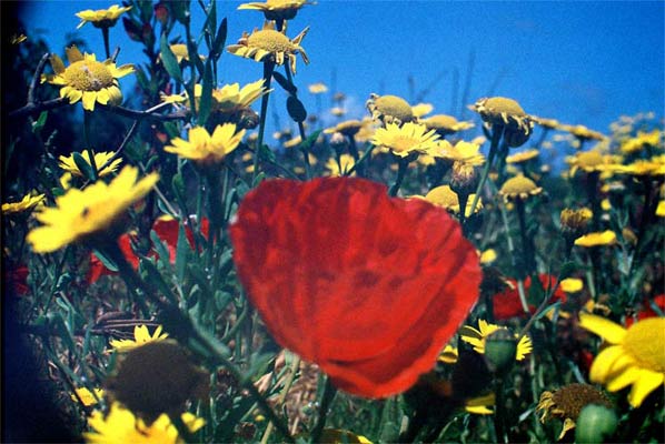 blumen1