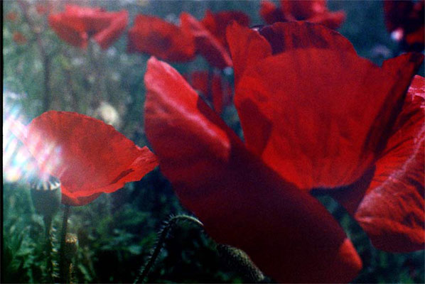 blumen2